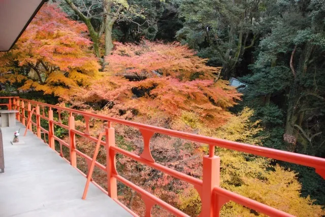 【紅葉・見ごろ】由加神社本宮_1