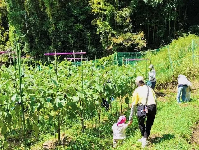 奈良さとやまSUMMERキャンペーン2026 季節の野菜収穫体験・想像スケッチ＆ブルーベリーアイス_1