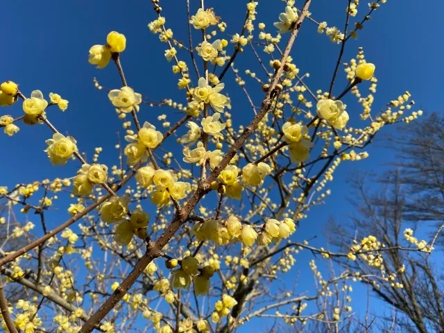 【花・見ごろ】郷土の森 ロウバイ_1
