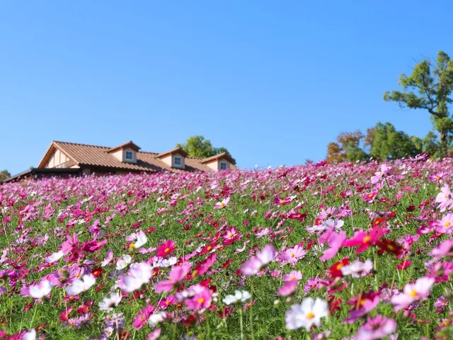 【花・咲き始め】ハーベストの丘　50万本のコスモス_1