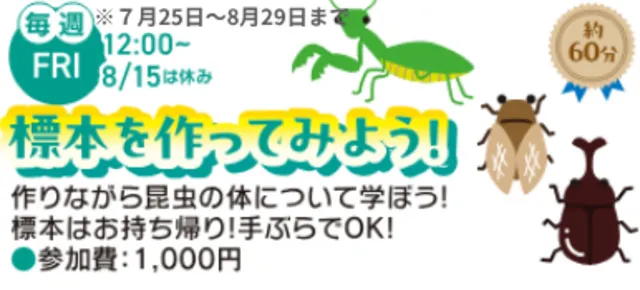 夏休み自由研究「標本を作ってみよう！」_1