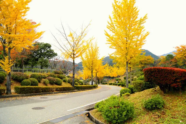 【紅葉・見ごろ】旭運動公園_1