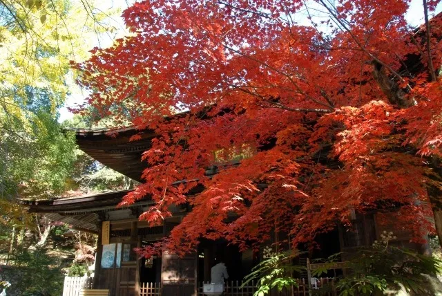 【紅葉・見ごろ】定光寺_1