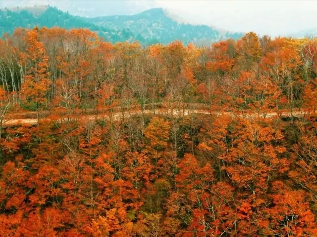 【紅葉・見ごろ】高清水トレイル_1