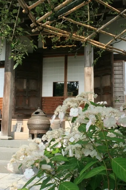 【あじさい・見ごろ】光則寺 ヤマアジサイ_1