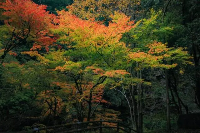 【紅葉・見ごろ】仙波渓谷_1