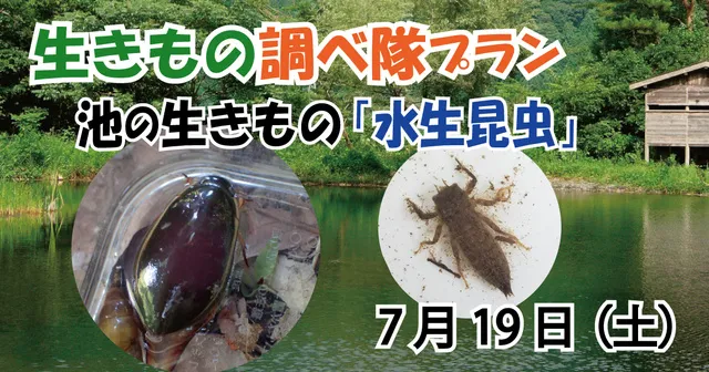 生きもの調べ隊～池の生きもの「水生昆虫」～_1