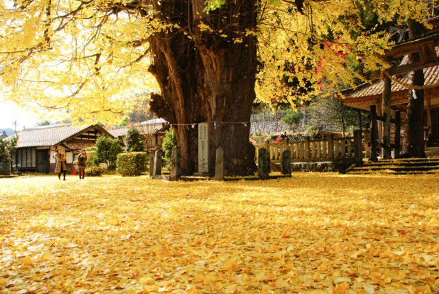 【紅葉・見ごろ】筒賀の大銀杏_1