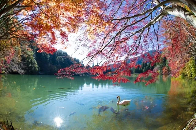 【紅葉・見ごろ】伊奈ヶ湖_1