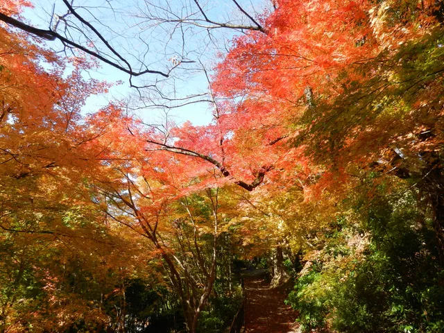 【紅葉・見ごろ】卯辰山山麓_1