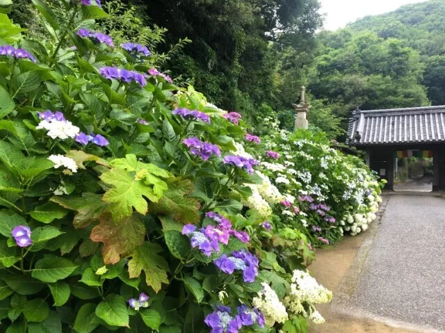 【あじさい・見ごろ】潮明寺_1
