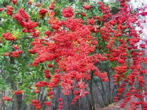 【花・見ごろ】越前町立福井総合植物園　プラントピア　ピラカンサ_1