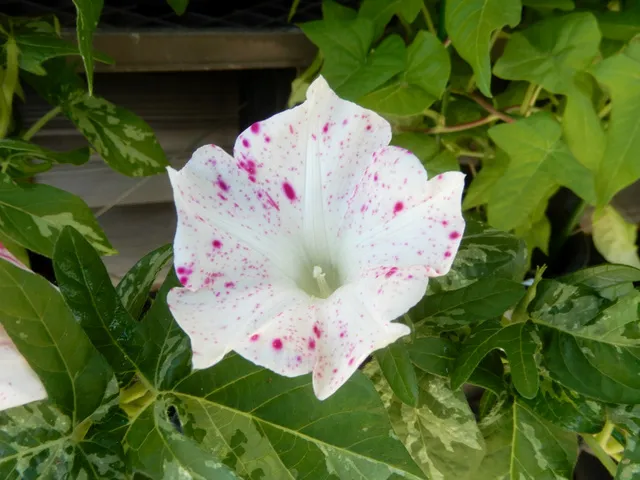変化朝顔★白地紅雀斑咲分切髭咲き 国立歴史民俗博物館 くらしの植物苑特別企画「伝統の朝顔」