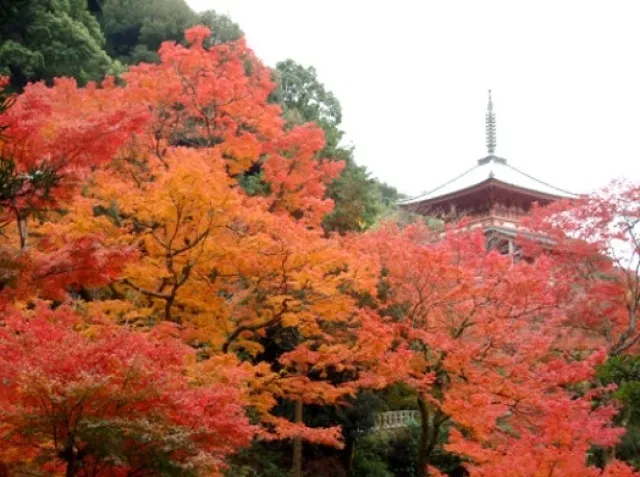 【紅葉・見ごろ】本吉山 清水寺_1