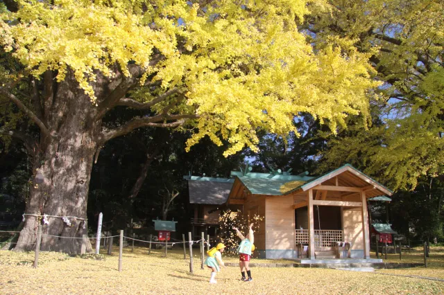 【紅葉・見ごろ】福山のイチョウ_1