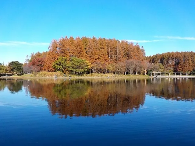 【紅葉・見ごろ】水元公園_1