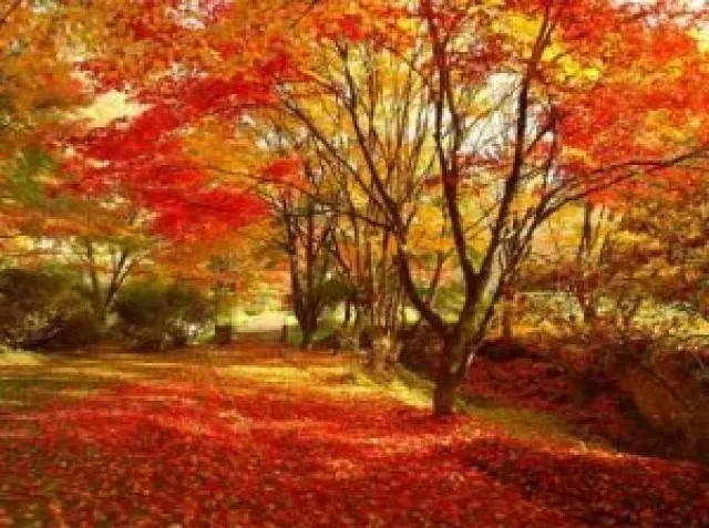 【紅葉・見ごろ】きみまち阪県立自然公園_1