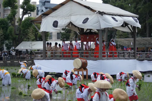 住吉大社 御田植神事_1
