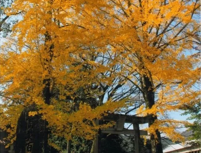 【紅葉・見ごろ】筏津大歳神社_1