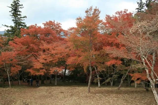 【紅葉・見ごろ】稲荷山公園_1