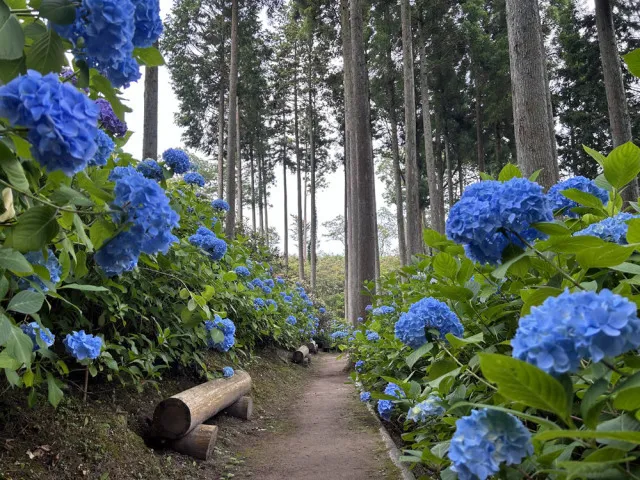 【あじさい・見ごろ】呑山観音寺_1