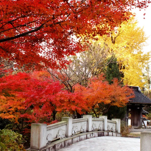 【紅葉・見ごろ】東大寺別院阿弥陀寺_1