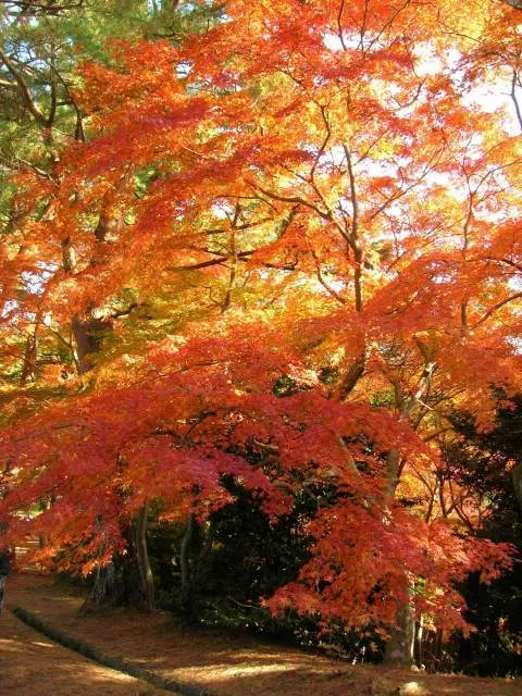 修善寺　もみじ散策_1