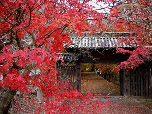 【紅葉・見ごろ】丈六寺_1