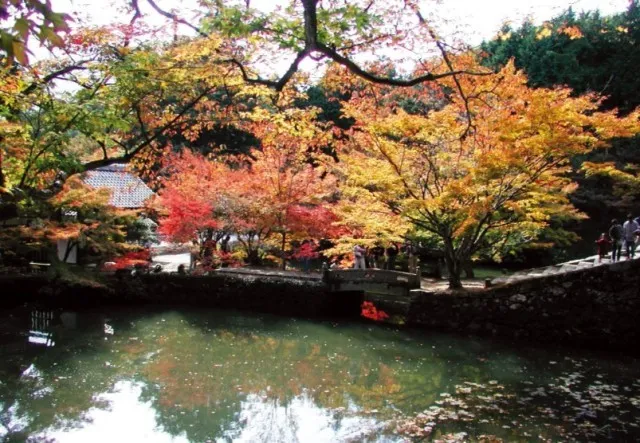 【紅葉・見ごろ】円通寺_1