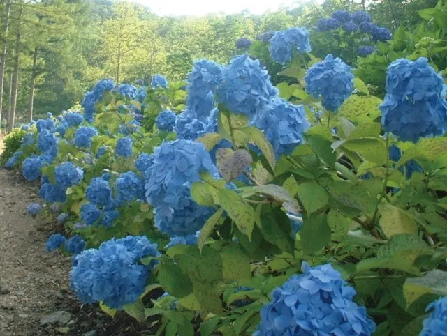 【あじさい・見ごろ】四十八滝山野草花園 花の森_1