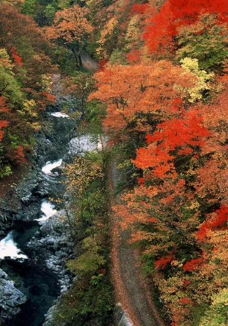 【紅葉・見ごろ】磐梯吾妻レークライン_1