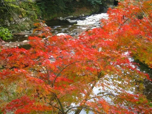 【紅葉・見ごろ】黒木渓谷_1