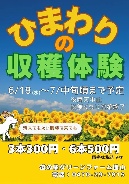 ひまわりの収穫体験／道の駅グリーンファーム館山_1