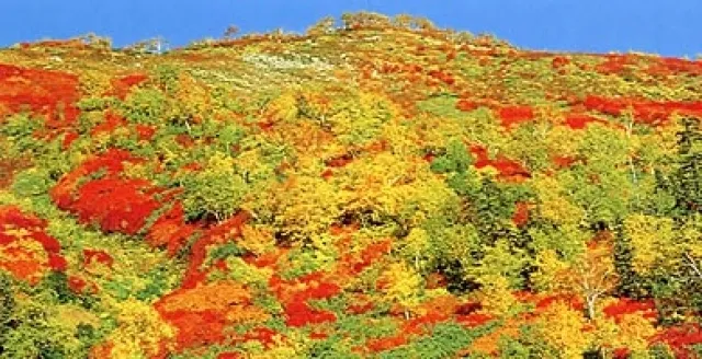 【紅葉・見ごろ】銀泉台_1