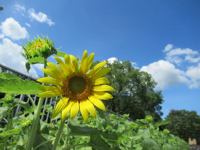 夏の花物語_1