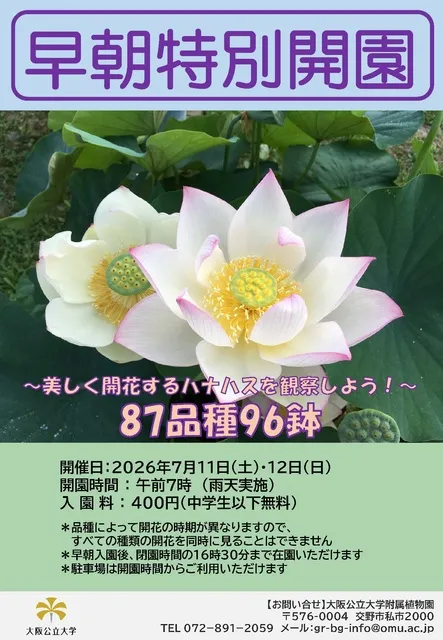 早朝特別開園 ～美しく開花するハナハスを観察しよう！～_1