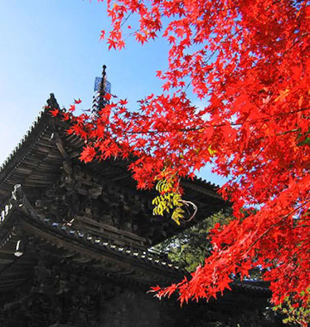【紅葉・見ごろ】法華山一乗寺_1
