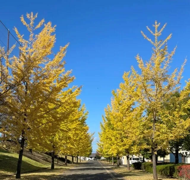 【紅葉・見ごろ】櫛形総合公園_1