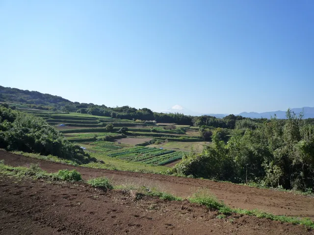 湘南ひらつか・ゆるぎ地区　第45回里山ワークショップ（農・自然活動）_1