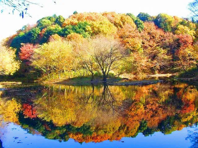 【紅葉・見ごろ】県立座間谷戸山公園_1