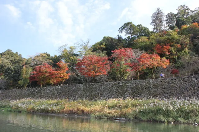 【紅葉・見ごろ】人吉城跡周辺　球磨川沿岸_1