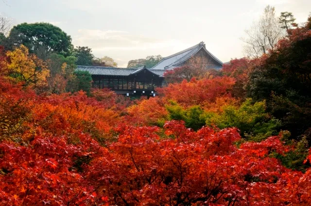 東福寺　看楓特別公開_1