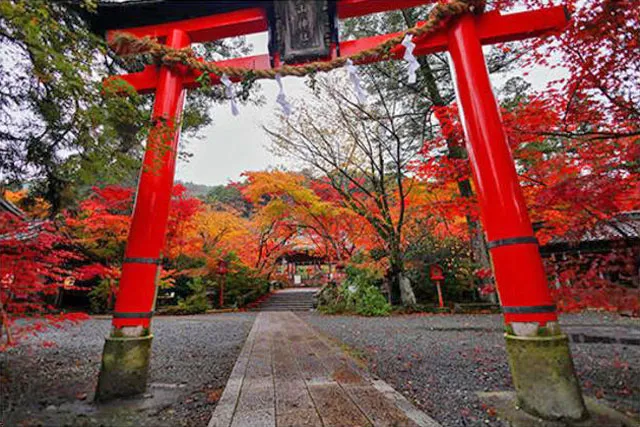 【紅葉・見ごろ】鍬山神社_1