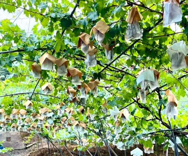 紀南観光ブドウ園　ぶどう狩り_1