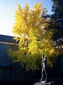 【紅葉・見ごろ】あがたの森_1