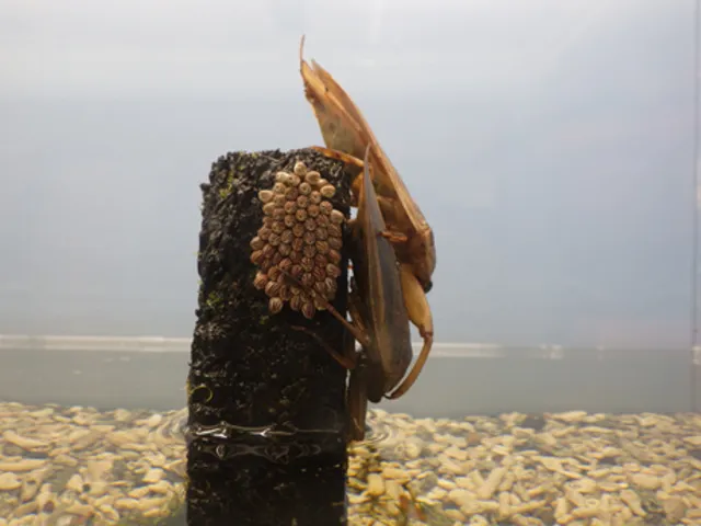 昆虫マニアック講座「水生昆虫の繁殖」_1