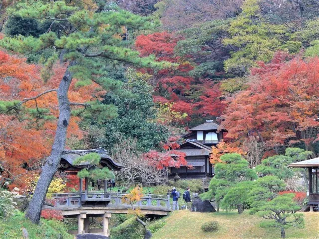 【紅葉・見ごろ】三溪園_1