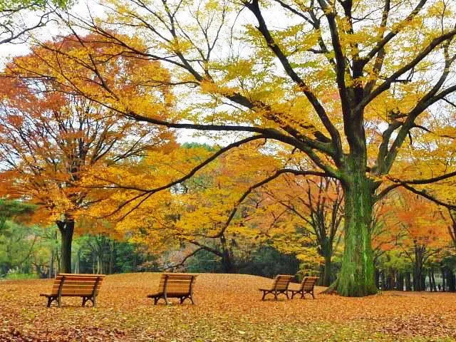 【紅葉・見ごろ】代々木公園_1