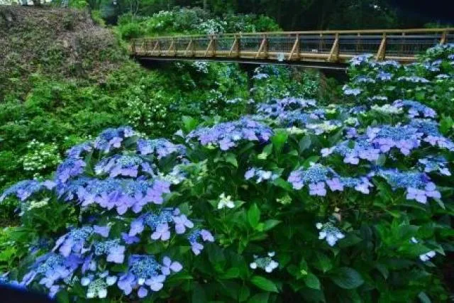 芭蕉の里くろばね紫陽花まつり_1