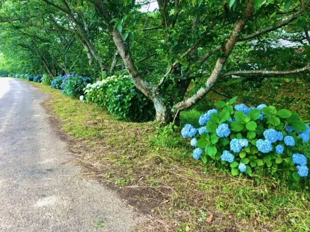【あじさい・見ごろ】生名谷川沿い あじさいロード_1